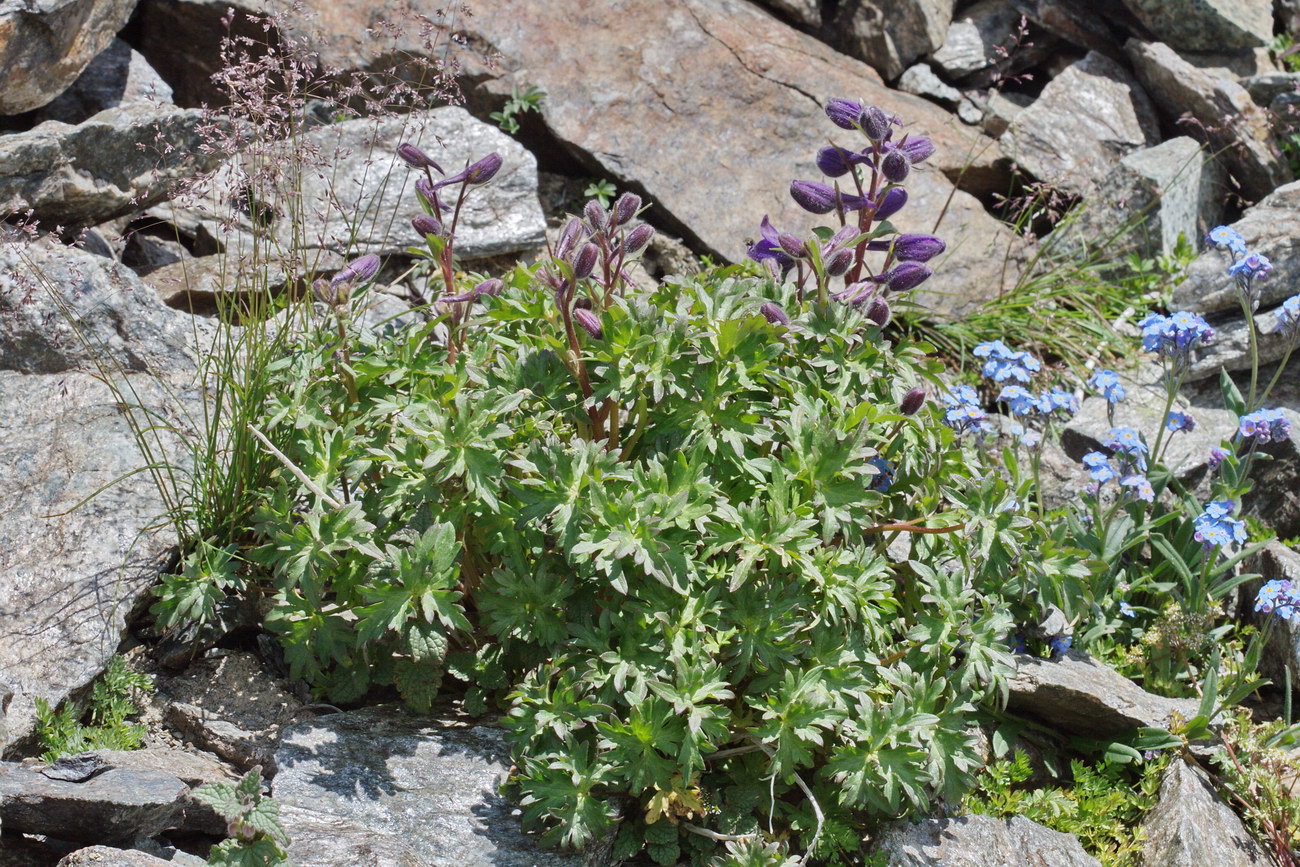 Image of Delphinium caucasicum specimen.