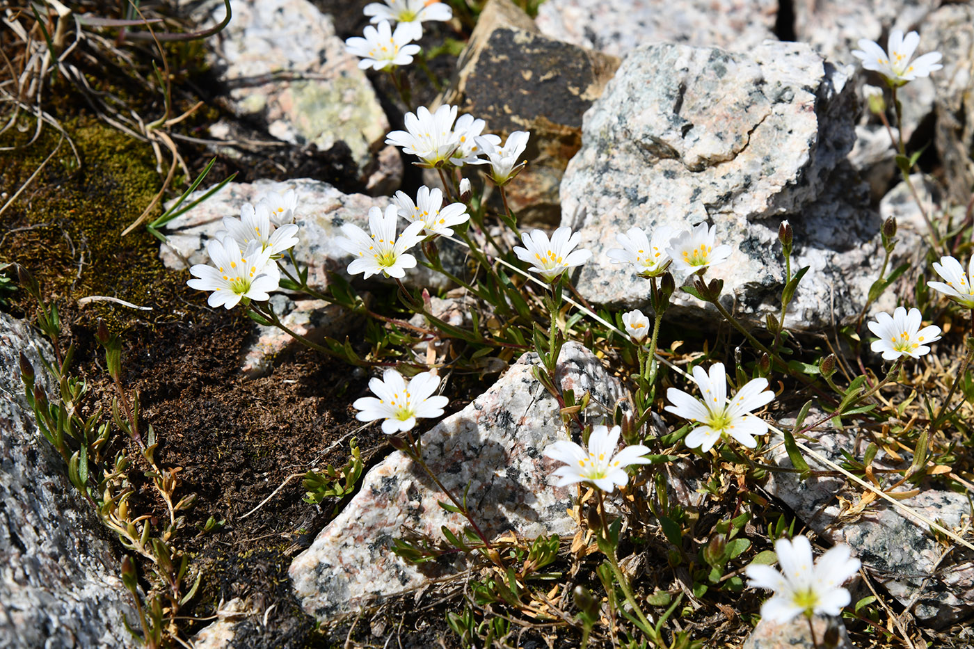Image of Dichodon cerastoides specimen.