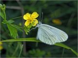 Potentilla erecta. Бутоны и цветок с питающейся бабочкой-белянкой (Leptidea sinapis). Московская обл., Раменский р-н, окр. ж.-д. платформы Хрипань, просека под ЛЭП. 24.07.2012.
