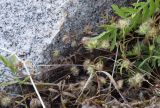 Asperula congesta