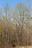 Смотреть изображение Acer platanoides