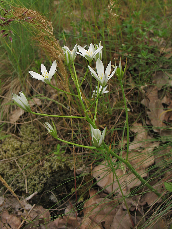 Image of Ornithogalum umbellatum specimen.