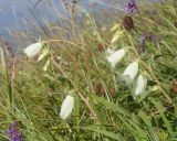 View full-size image Campanula dolomitica