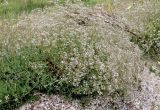 Смотреть изображение Gypsophila altissima