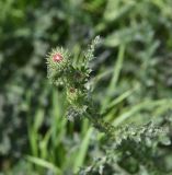 Смотреть изображение Carduus acanthoides
