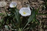 View full-size image Convolvulus lineatus