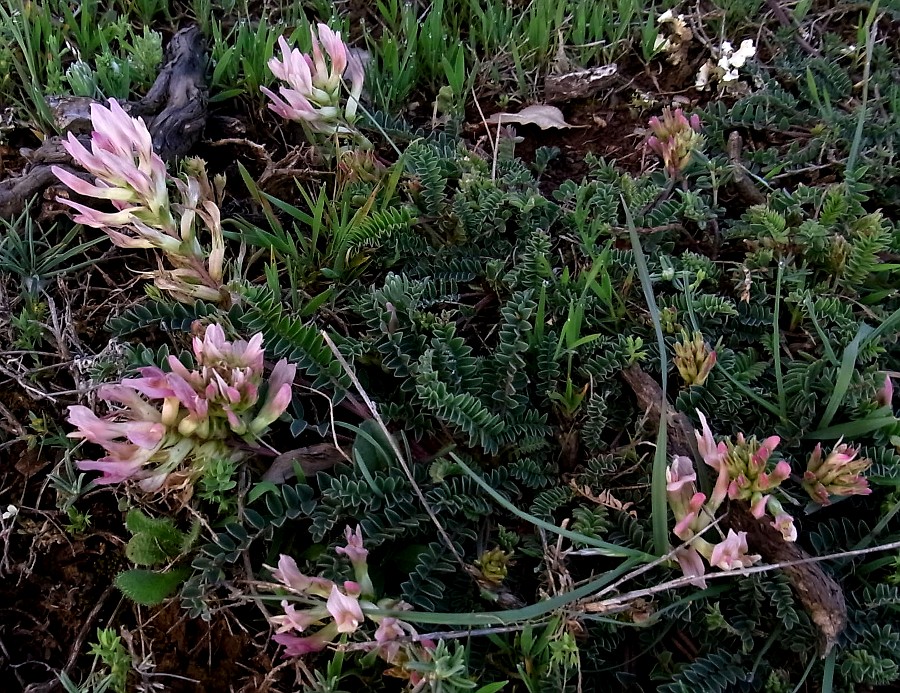 Image of Astragalus monspessulanus specimen.