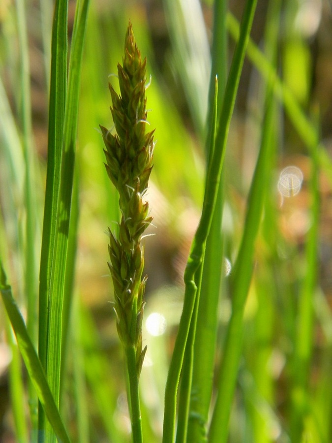 Изображение особи Carex vulpina.