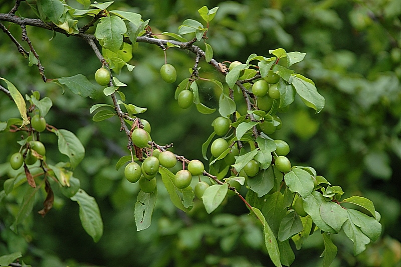 Image of Prunus sogdiana specimen.