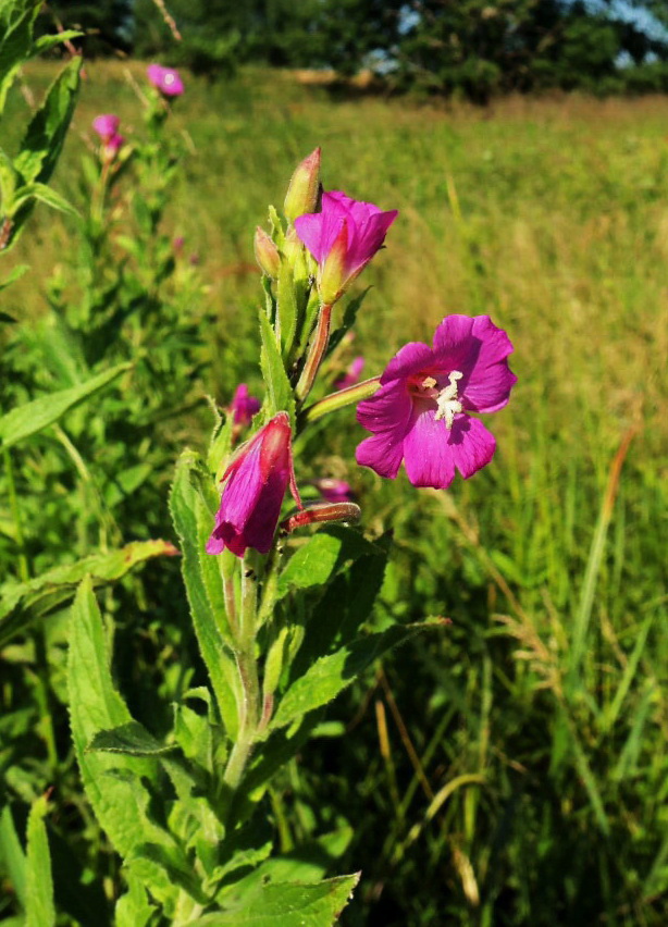 Изображение особи Epilobium hirsutum.