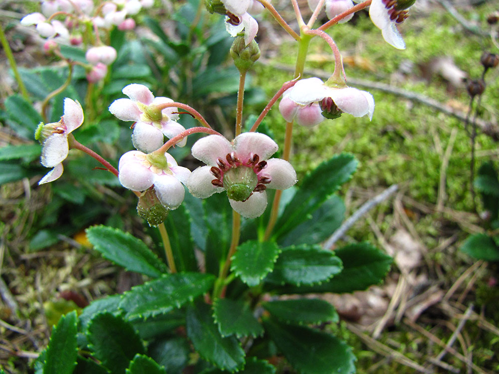 Image of Chimaphila umbellata specimen.