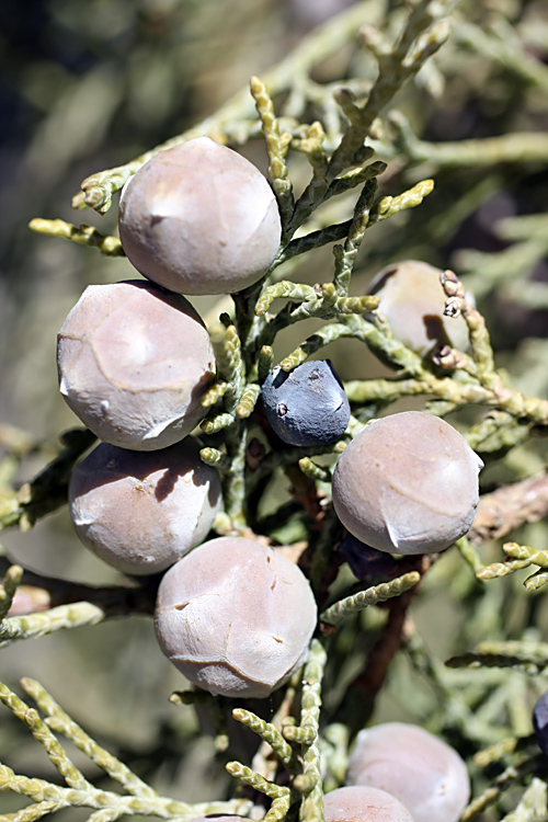 Image of Juniperus seravschanica specimen.