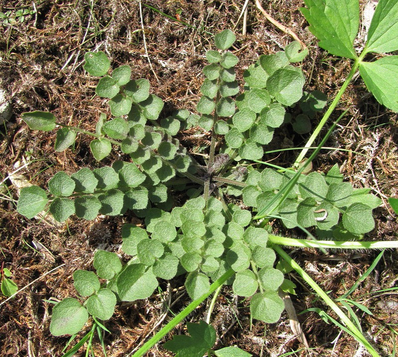 Image of Cardamine parviflora specimen.