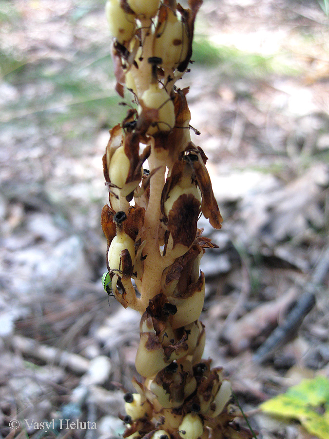 Изображение особи Hypopitys monotropa.