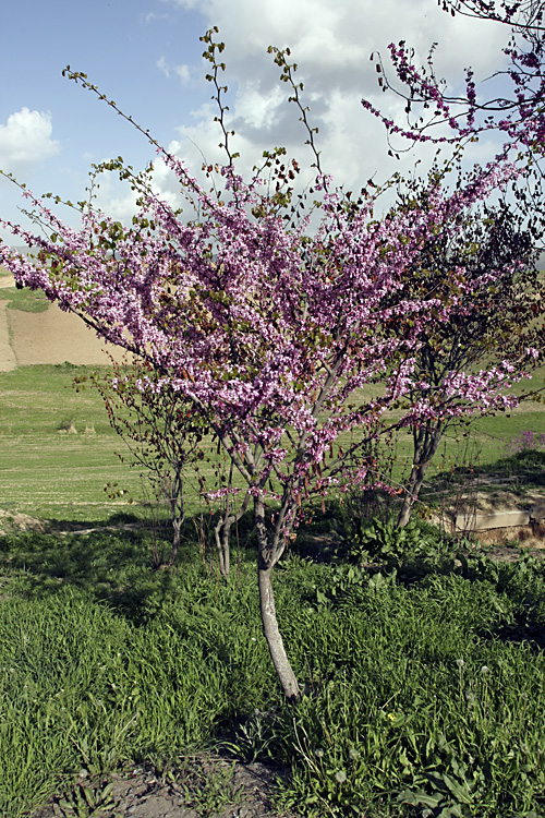 Image of genus Cercis specimen.