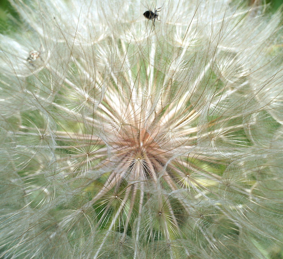 Image of Tragopogon dubius ssp. major specimen.