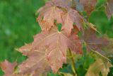 Acer platanoides