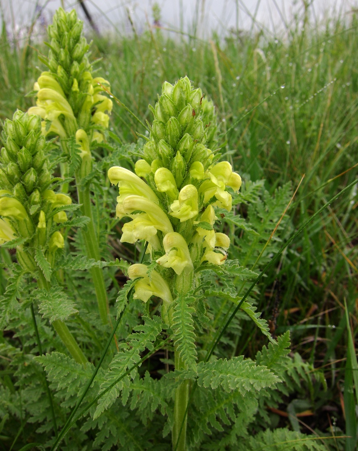 Image of Pedicularis kaufmannii specimen.