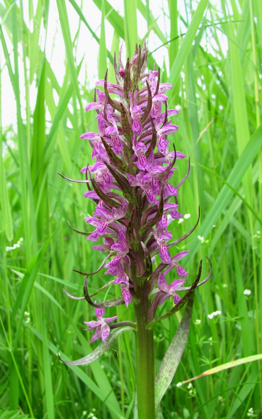 Изображение особи Dactylorhiza incarnata.