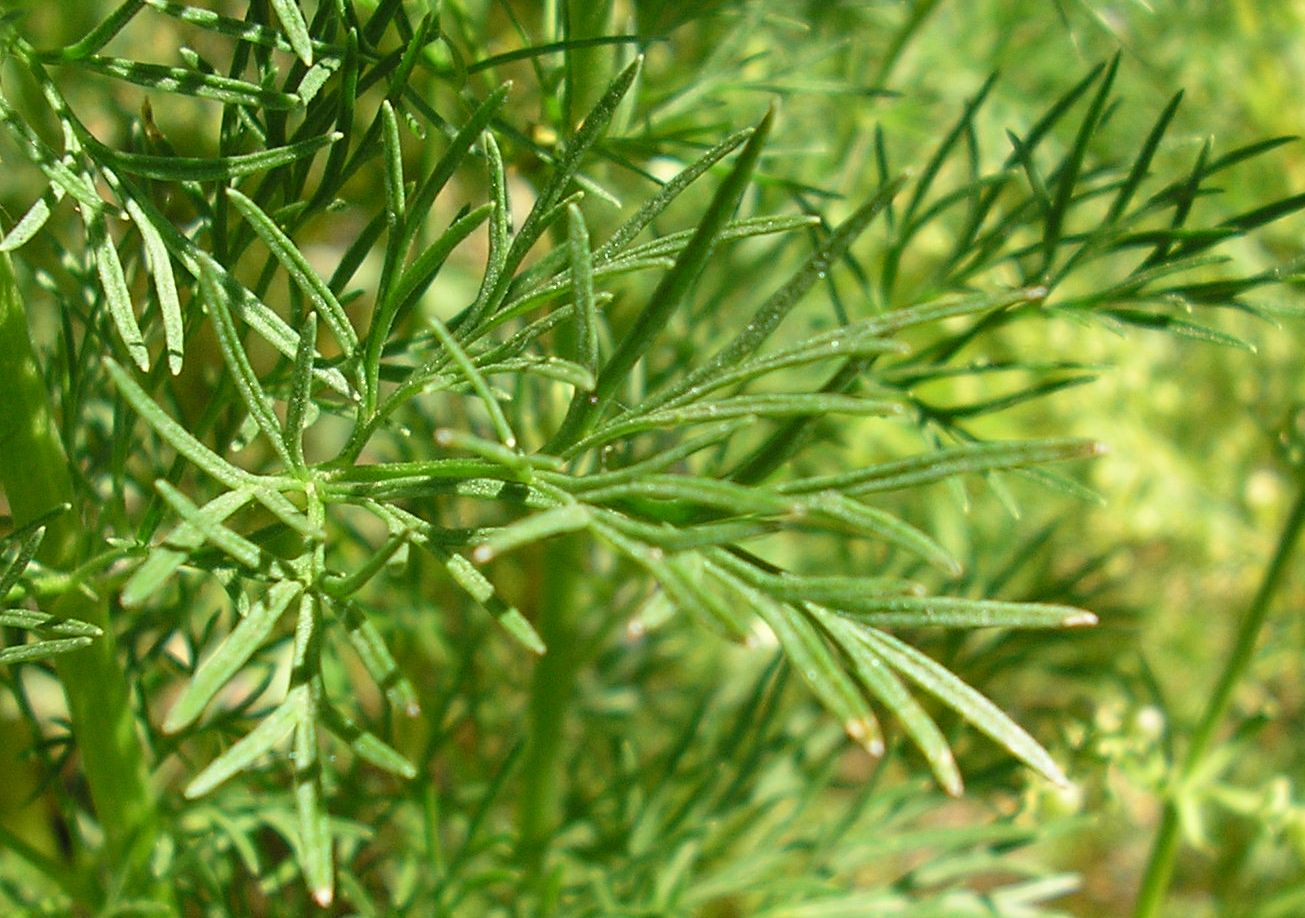 Image of Delphinium hispanicum specimen.