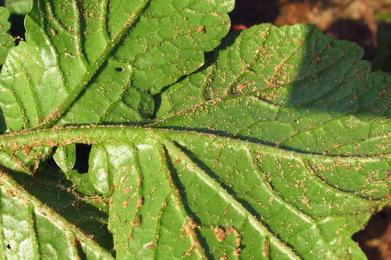 Image of Raphanus raphanistrum specimen.