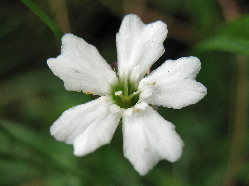 Image of Heliosperma carpaticum specimen.