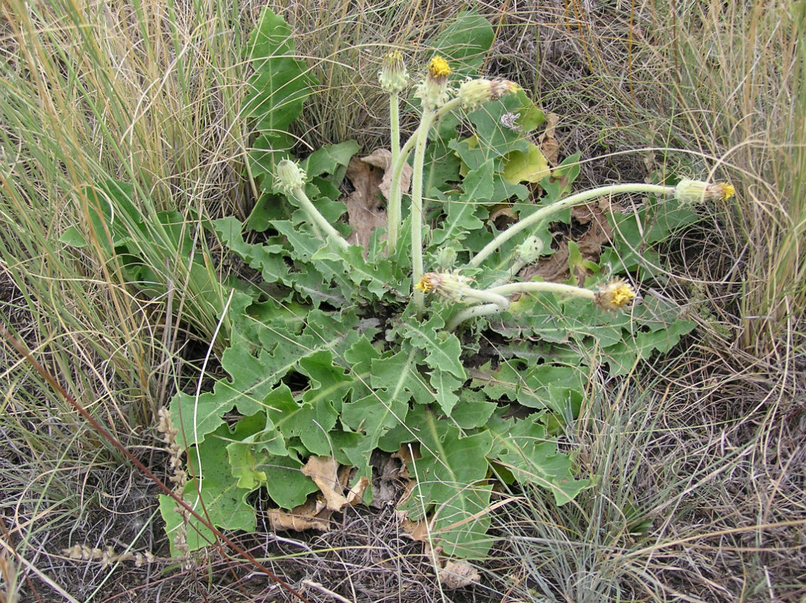 Image of Taraxacum serotinum specimen.