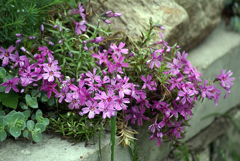 Image of Phlox subulata specimen.