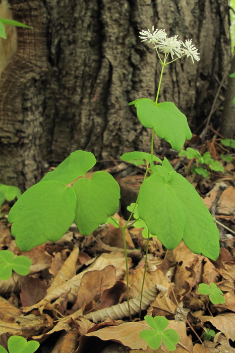 Изображение особи Thalictrum filamentosum.