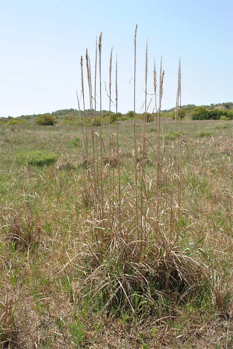 Image of Erianthus ravennae specimen.