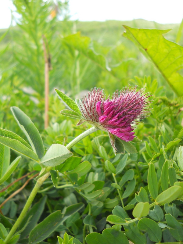 Image of Trifolium alpestre specimen.