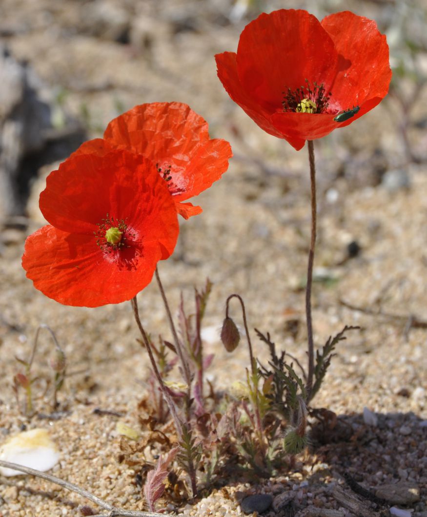 Image of Papaver rhoeas specimen.