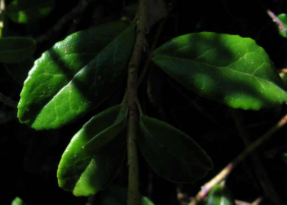 Image of Vaccinium vitis-idaea var. minus specimen.