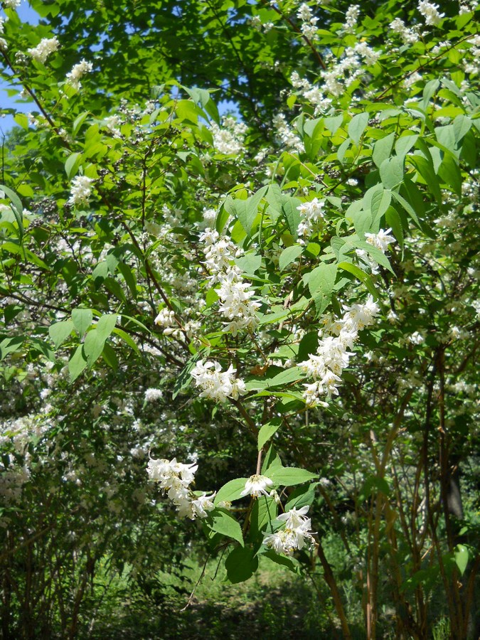 Image of Deutzia scabra specimen.