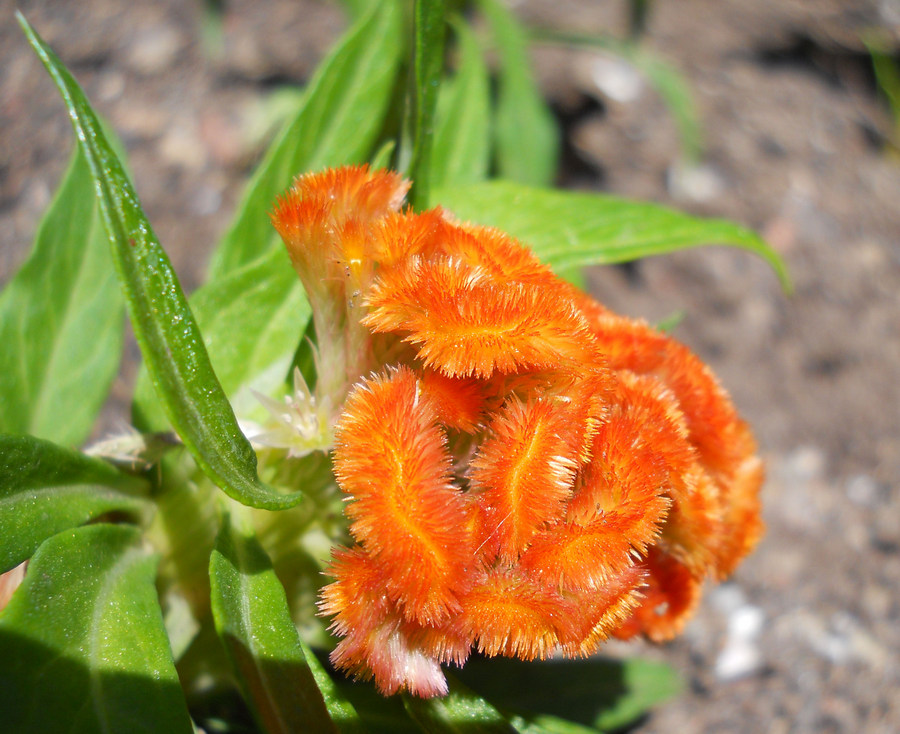 Image of Celosia cristata specimen.