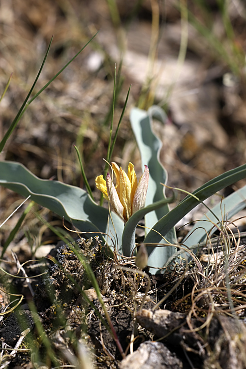 Изображение особи Tulipa lemmersii.