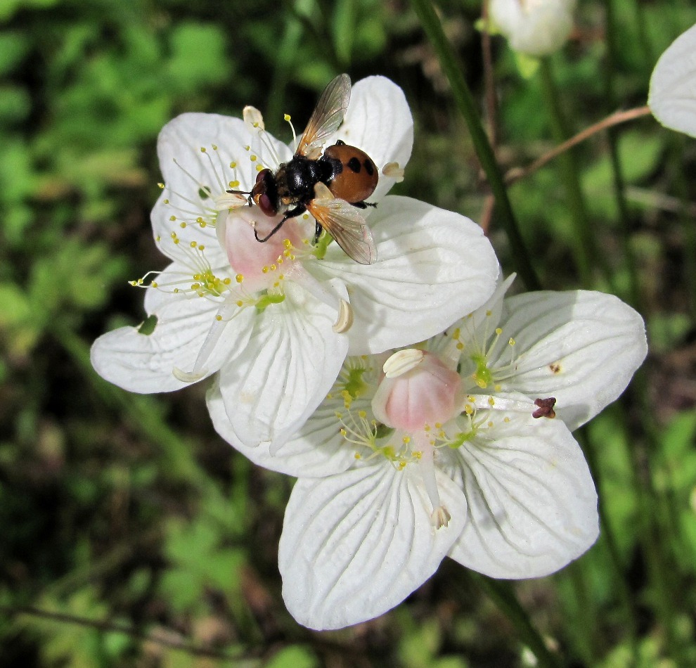 Image of Parnassia palustris specimen.