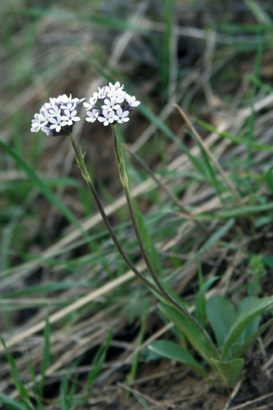 Image of Valeriana chionophila specimen.