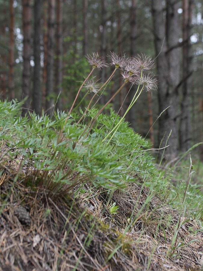 Image of Pulsatilla patens specimen.