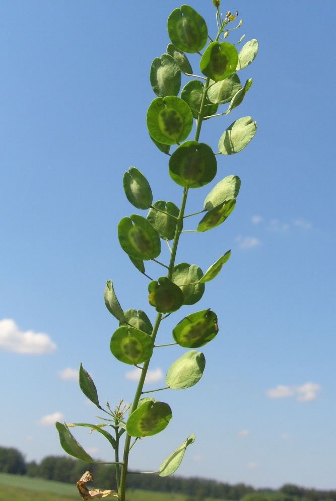 Image of Thlaspi arvense specimen.