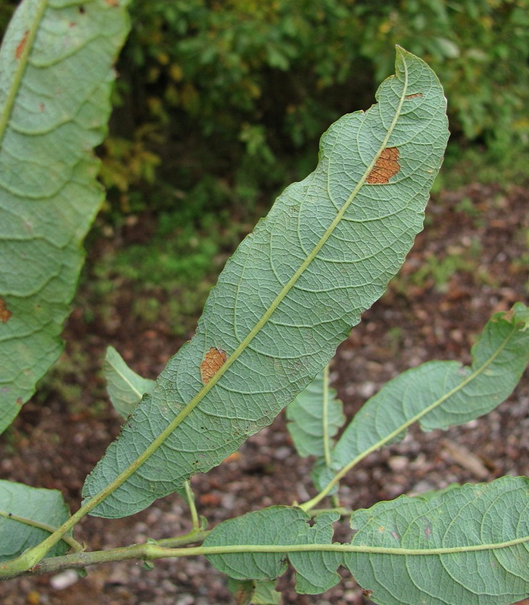 Image of Salix cinerea specimen.