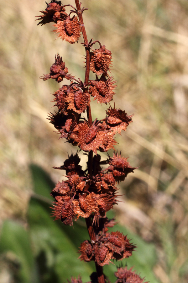 Image of Rumex chalepensis specimen.