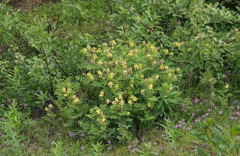 Image of Astragalus frigidus specimen.