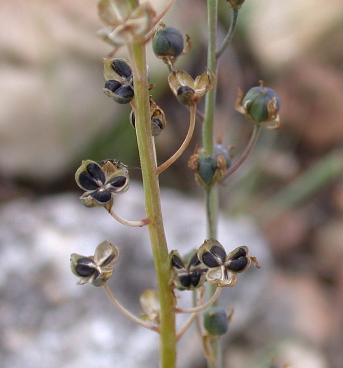 Image of Prospero autumnale specimen.