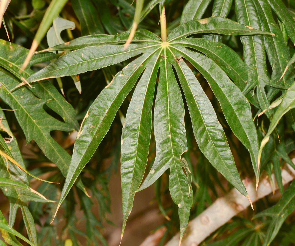 Image of Jatropha multifida specimen.