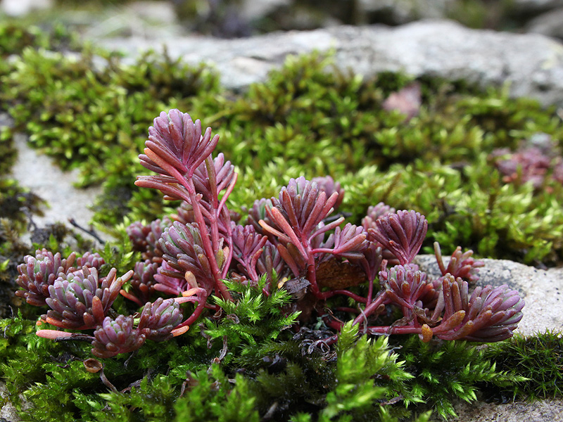 Image of Sedum pallidum specimen.