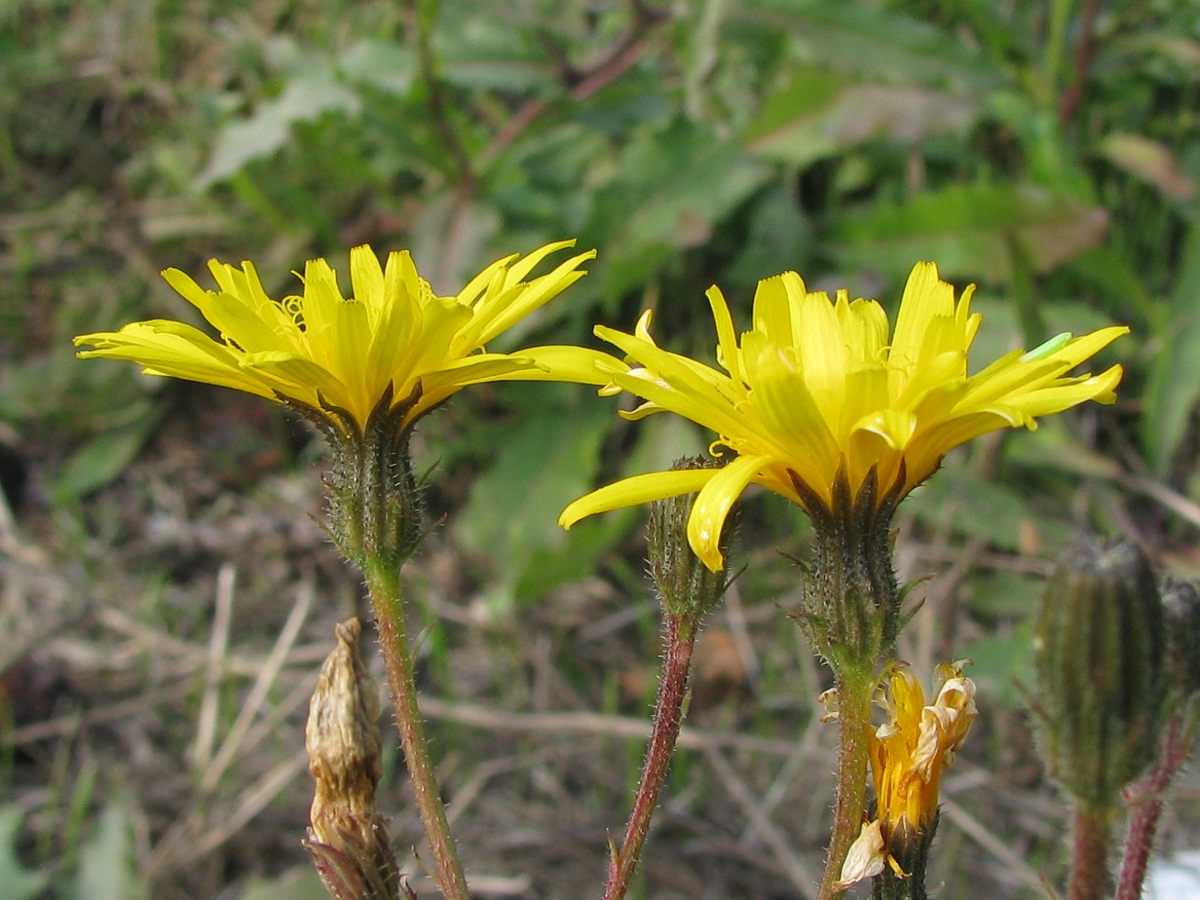 Image of genus Picris specimen.