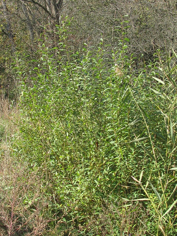 Image of Salix &times; alopecuroides specimen.