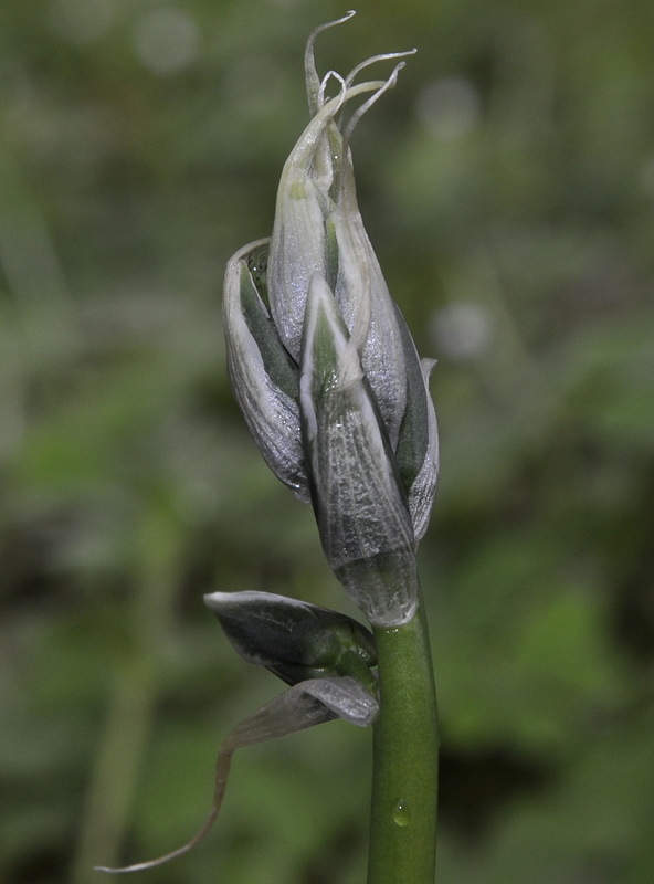 Изображение особи Ornithogalum nutans.