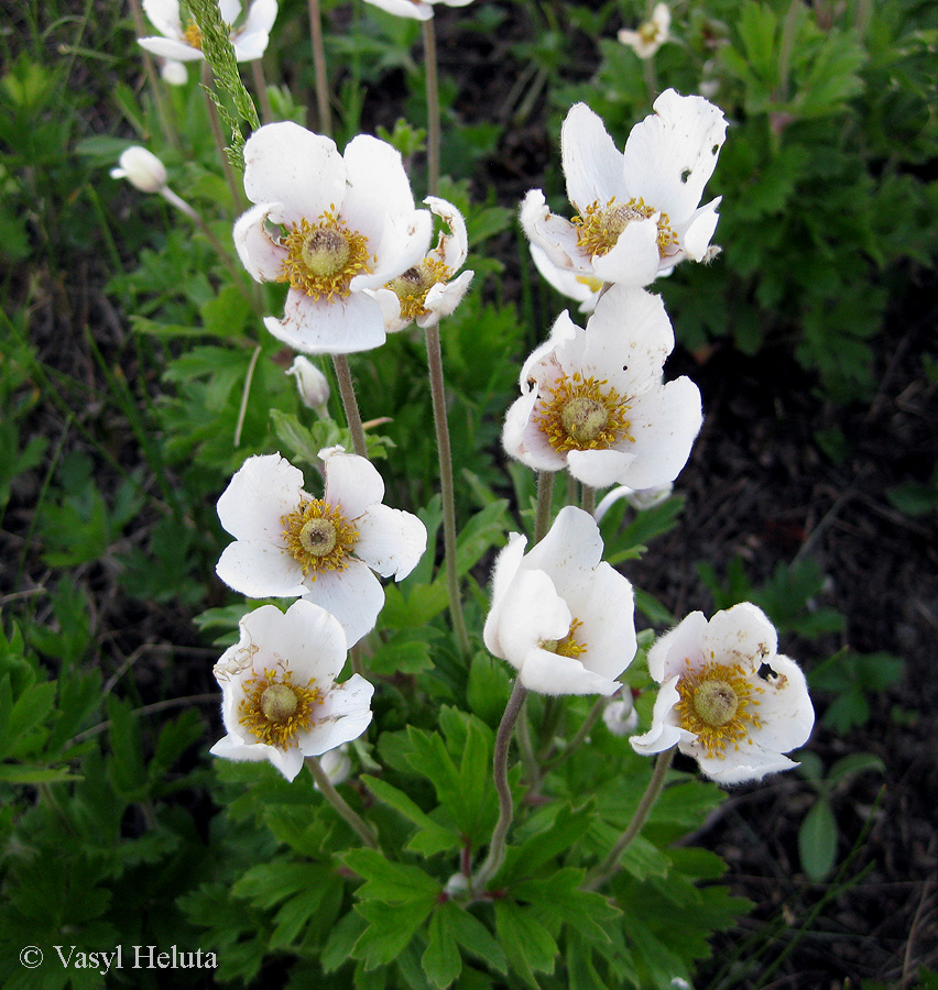 Image of Anemone sylvestris specimen.